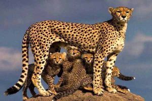 طراحی ساختار محتوایی مبتنی بر اهداف خیری