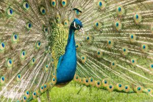 مدل‌های تأمین مالی پایدار و اسپانسرینگ تخصصی